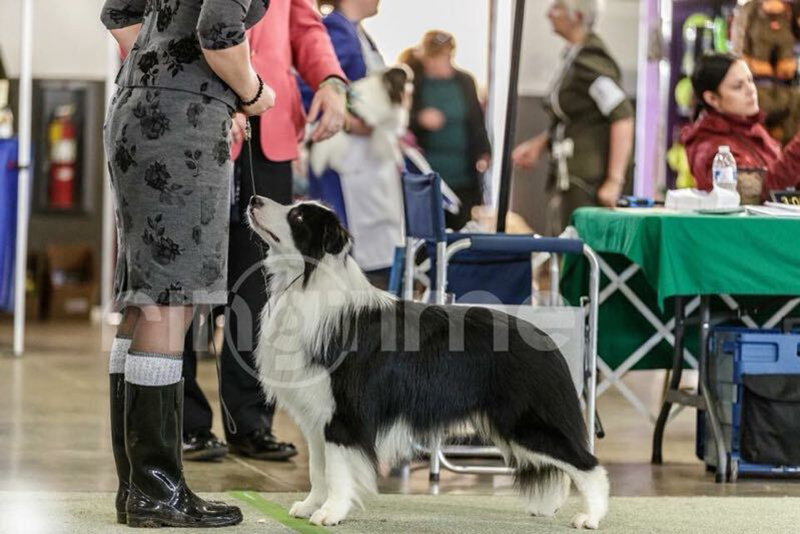 marcus-马克斯-菲凡犬舍