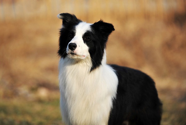 获得边境牧羊犬幼犬组bob,  全场总冠军 bis2的好成绩