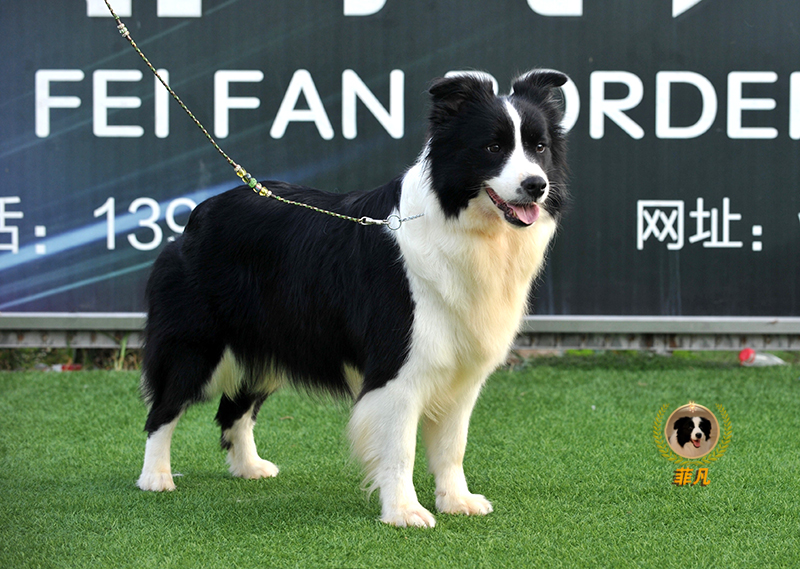 菲凡犬舍新生力量 菲凡超级种母 中国永久登录冠军直女 多多