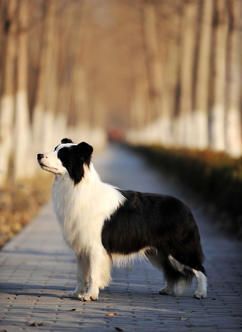 获得边境牧羊犬幼犬组bob,  全场总冠军 bis2的好成绩