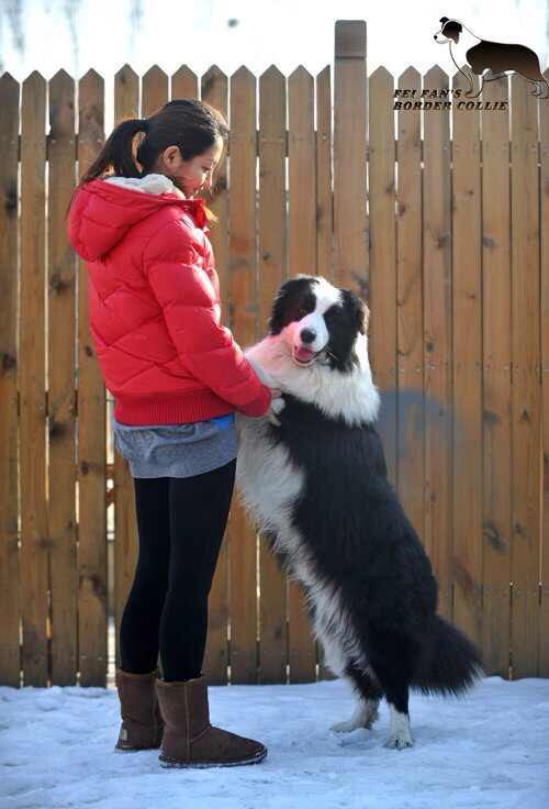 菲凡犬舍超级种公  中国永久登录冠军 ----萨博