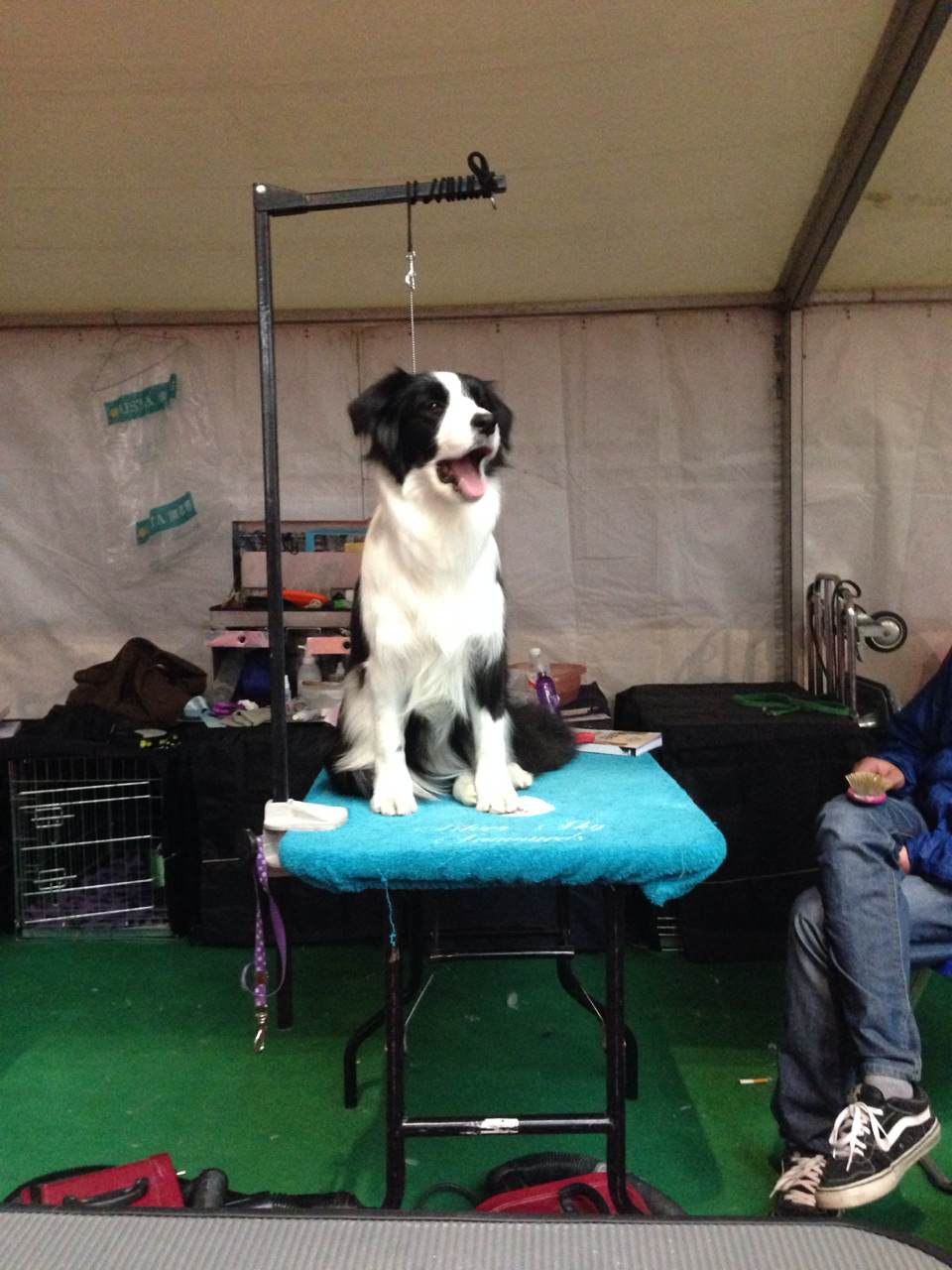 菲凡犬舍超级种母----安东尼亚